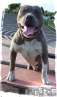 haz click para ver mas detalles de  AMERICAN BULLY HIJOS DE LESTER