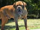 haz click para ver mas detalles de  CACHORROS DOGO DE BURDEOS