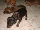 haz click para ver mas detalles de  Vendo Pinscher Enano-desparasitdos y vacunados
