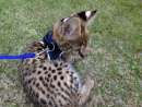 haz click para ver mas detalles de  servals, caracal, sabana - bajo costo, la mejor calidad