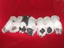haz click para ver mas detalles de  VENDO CACHORROS GRAN DANS
