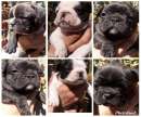 haz click para ver mas detalles de  Bulldog francs 