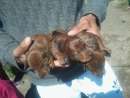 haz click para ver mas detalles de  vendo cachorro salchicha
