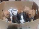 haz click para ver mas detalles de  Vendo  pitbulls