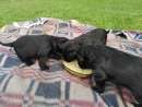 haz click para ver mas detalles de  Schnauzer gigantes negros