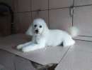 haz click para ver mas detalles de  Vendo Cachorro caniche toy