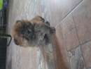 haz click para ver mas detalles de  Chow chow