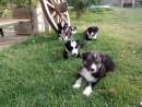 haz click para ver mas detalles de  Border Collie 