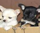 haz click para ver mas detalles de  Cachorros chihuahuas