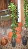 haz click para ver mas detalles de  Arbol de Mandarina Campeona