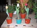 haz click para ver mas detalles de  Tulipanes Varios