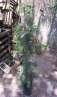 haz click para ver mas detalles de  Arboles 