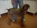 haz click para ver mas detalles de  Venta Cachorros kurzhaar braco Aleman