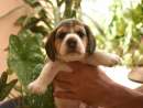 haz click para ver mas detalles de  Cachorro beagles  macho.