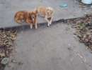 haz click para ver mas detalles de  Cachorros golden retriever 