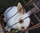 haz click para ver mas detalles de  Vendo conejos 