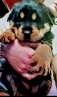 haz click para ver mas detalles de  Cachorras de Rottweiler americanos, nacidas 4/10/22, con lib