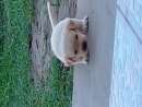haz click para ver mas detalles de  Labradores 