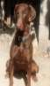 haz click para ver mas detalles de  Doberman Puros cachorros